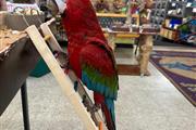 $375 : Facebook parrots thumbnail