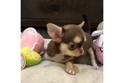 Chihuahua taza de té en Atlanta