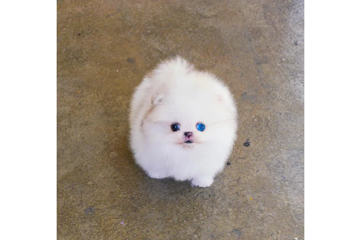 $300 : Teacup Pomeranian puppies image 6