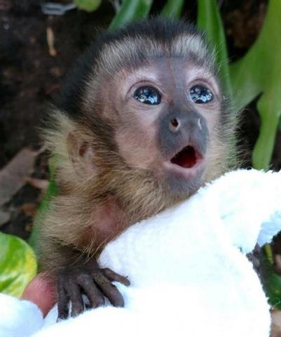 Capuchin monkeys image 3