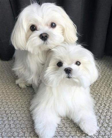 $500 : Adorables cachorros malteses image 2