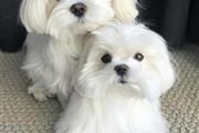 $500 : Adorables cachorros malteses thumbnail