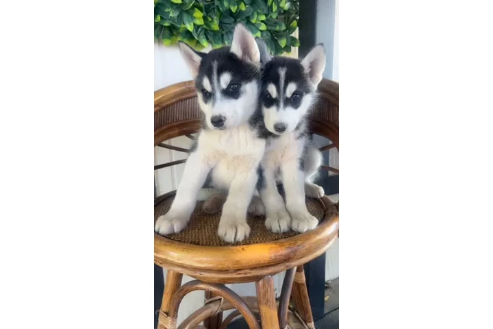 $650 : Hermanitos HUSKY original image 1