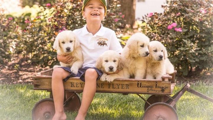 $400 : Golden Retriever puppies image 1