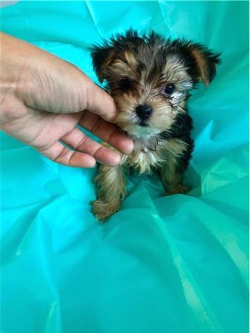 $650 : T cup yorkies +13157912128 image 1