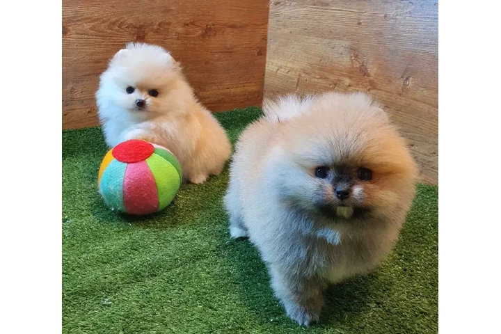 $260 : Pomerania taza de té en venta image 2