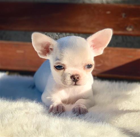 $250 : Chihuahua puppies for sale image 8