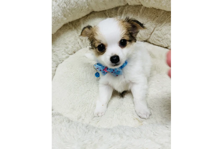 Chihuahuas de pelo largo image 6