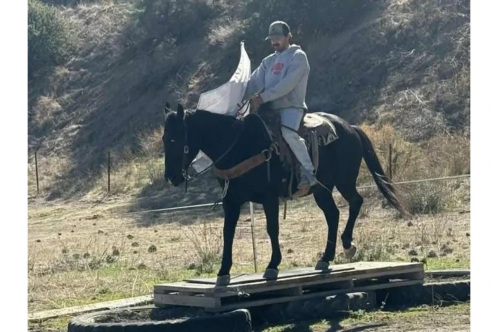 $1500 : Horse available for sale near image 2