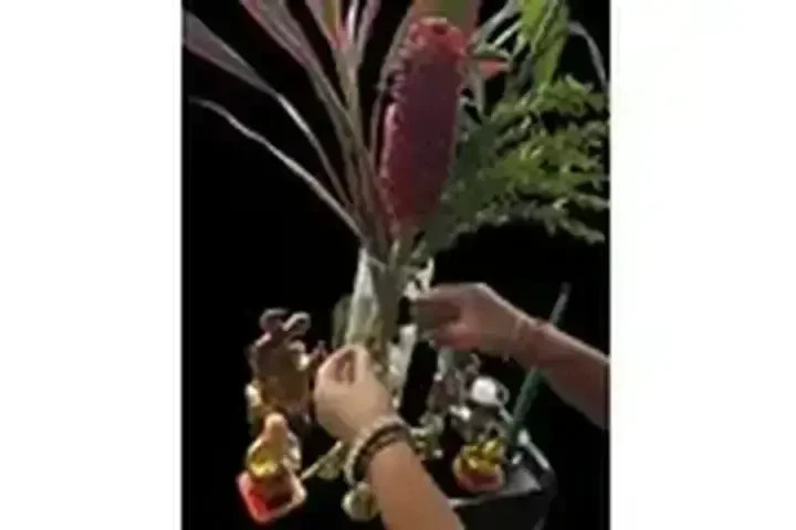 VIDENTE EMILIA image 1