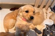 Golden Retriever puppy for sal en Chicago