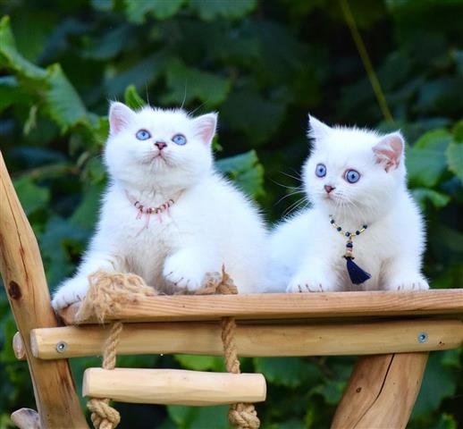 $300 : White Shorthair Kitten image 2