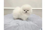$260 : Teacup Pomeranian thumbnail