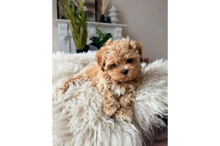 $350 : Cachorro maltipoo image 2