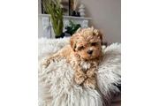 $350 : Cachorro maltipoo thumbnail