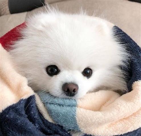 $600 : Pomeranian puppy for sale image 1