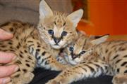 $850 : gatitos Serval y F1 Savannah thumbnail