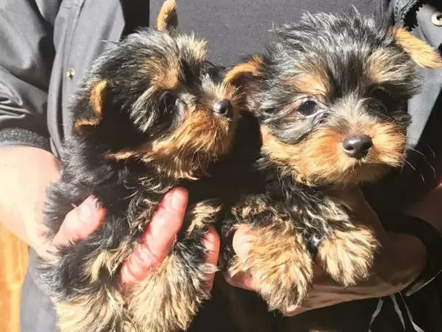 $500 : Hermosos cachorros yorkshire t image 2