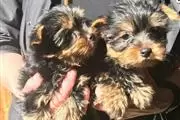 $500 : Hermosos cachorros yorkshire t thumbnail