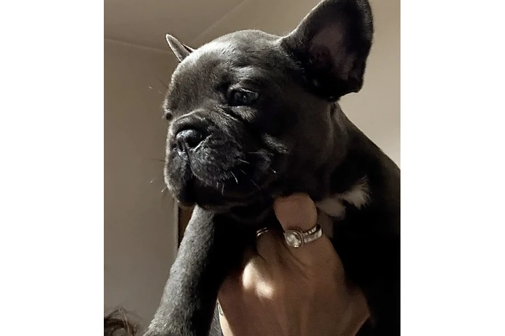 $899000 : Cachorros Bulldog Francés image 3