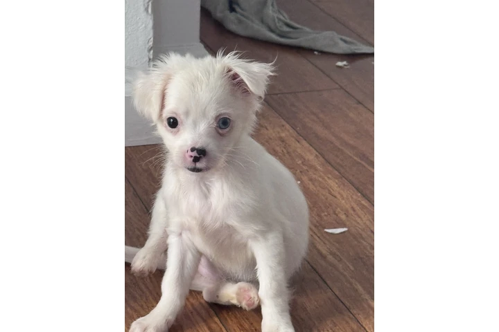 $250 : Chihuahua de pelo largo image 2