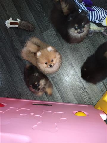 $500 : Pomeranians for Sale dm image 2