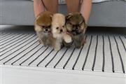 Teacup Pomeranian Puppies en Virgin Islands