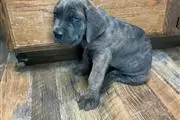 ADORABLE CANE CORSO PERROS