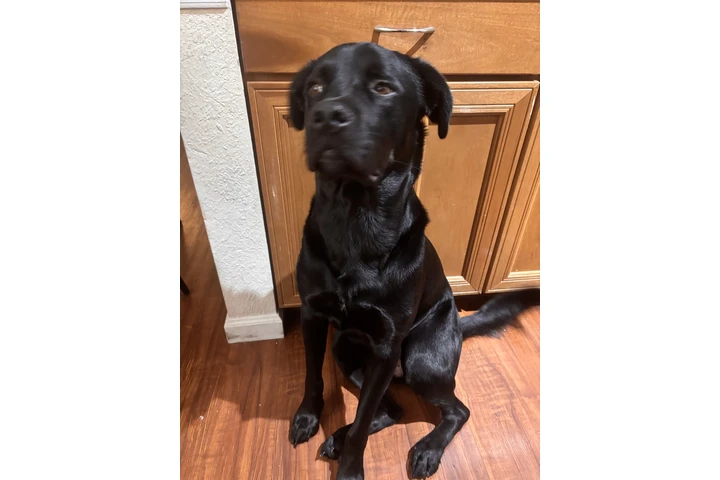 $300 : Perro para venta/ dog for sale image 4