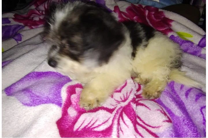 $120 : PERRITA MIXTA image 4