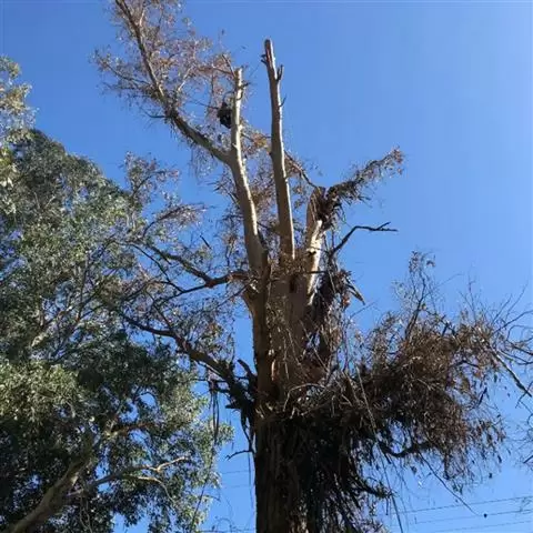 Valley Tree Service image 1