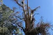 Valley Tree Service thumbnail 1