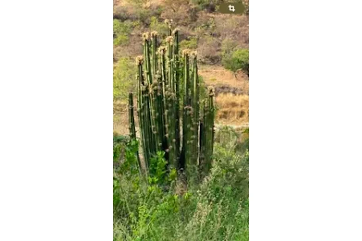 PITAYOS D JALISCO TERE GALVAN image 5