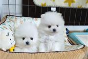 POMERANIAN PUPPIES TEACUP en Portland