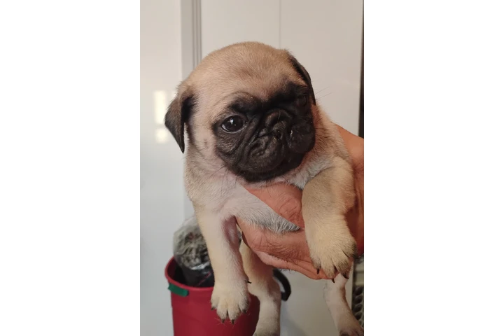 $200 : Cachorros  Pug image 1