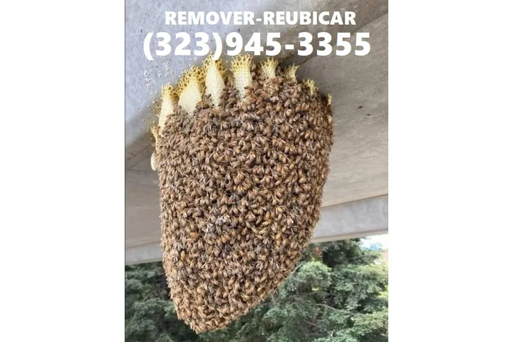 24/7 BEE REMOVAL SERVICE 100% image 2