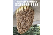 24/7 BEE REMOVAL SERVICE 100% thumbnail