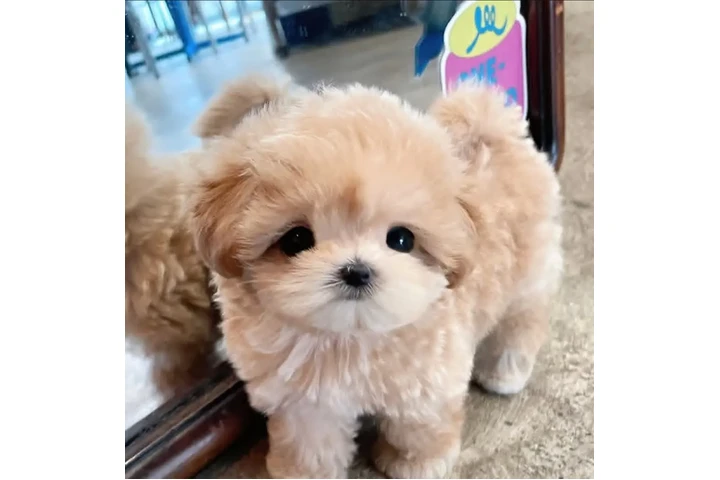 $350 : taza de té maltipoo cachorros image 1