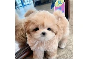 $350 : taza de té maltipoo cachorros thumbnail