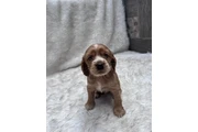 $700000 : Cocker Spaniel Muy Lindos thumbnail