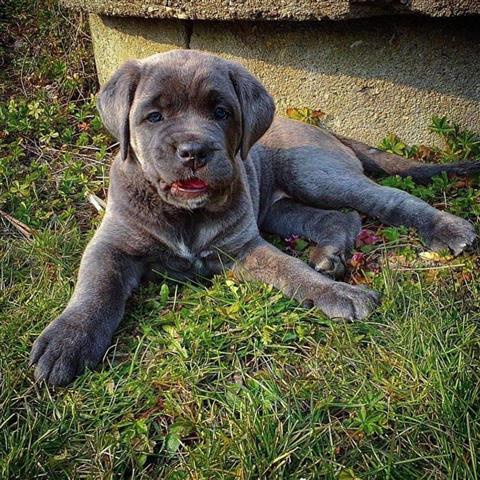 $300 : Cane Corso puppies for sale image 3