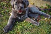 $300 : Cane Corso puppies for sale thumbnail