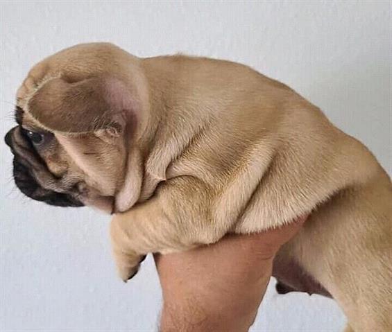 $700 : French bulldog puppies image 2
