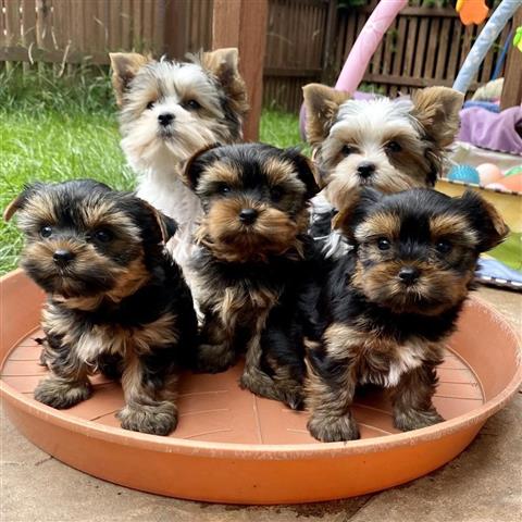 $300 : yorkies machos y hembras, image 1