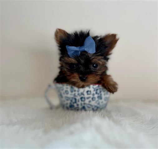 $220 : Mini Yorkie Terrier ready image 2