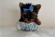 $220 : Mini Yorkie Terrier ready thumbnail