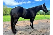 $1200 : Horse for sale thumbnail