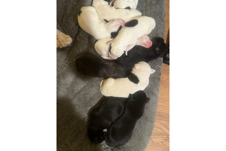 $500 : Cachorros mixe maltés y labrad image 1