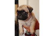 $200 : Cachorros  Pug thumbnail