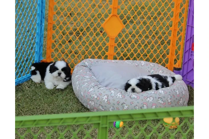 $350 : Cachorros de Shih Tzu image 2
